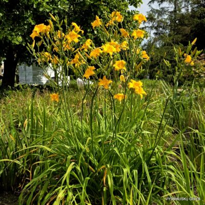 ‘Septembergruss’