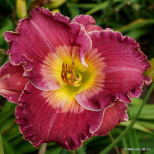 ‘Smile For Me Phyllis’