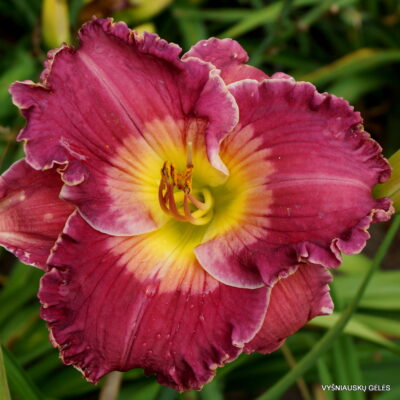 ‘Smile For Me Phyllis’