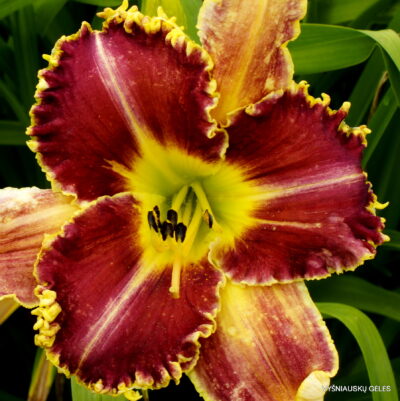 ‘Upon This Rock’ (2)