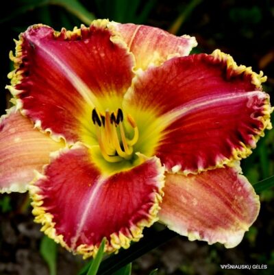 ‘Upon This Rock’