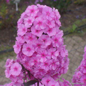 Phlox-‘Ballnacht‘ 1