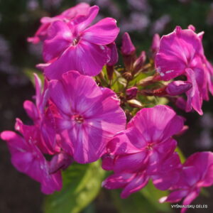 Phlox-‘Lyux‘