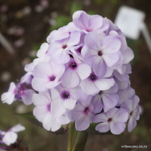 Phlox-‘Miss-Jessica‘