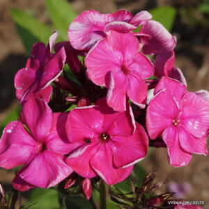 Phlox-‘Naryadnyi‘-1