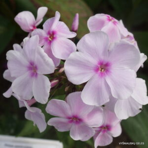 Phlox-‘Prekrasnoe-Utro‘