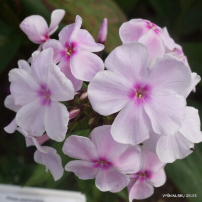 Phlox-‘Prekrasnoe-Utro‘