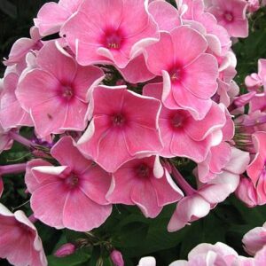 ‘Laskovaya Svetlana‘