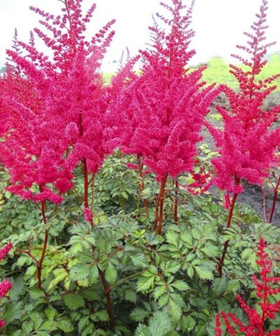 Astilbe ‘Mighty Red Quin'