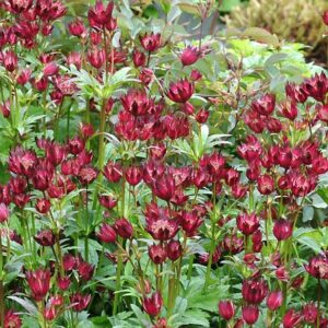 Astrantia major 'Hadspen Blood'