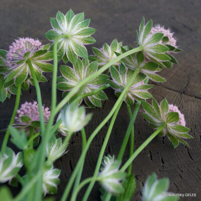 Astrantia maxima 'Larch Cottage Clear Pink' (2)