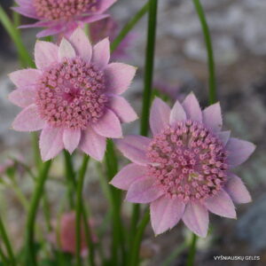 Astrantia maxima 'Larch Cottage Clear Pink' (3)