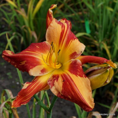 Daylily 'Explosion in the Paint Factory' (2)