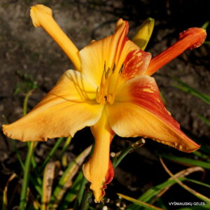 Daylily 'Explosion in the Paint Factory'