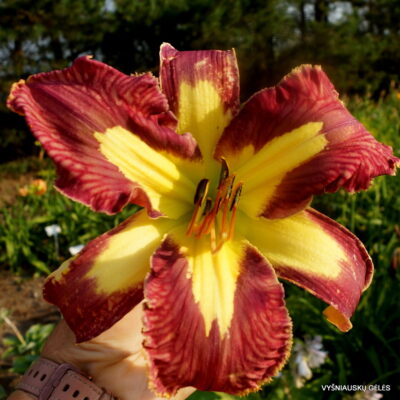 Daylily 'Jungle Queen'