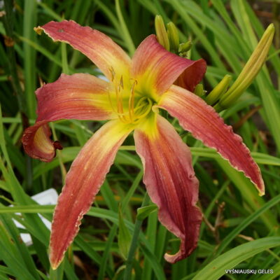 Daylily 'Mezozojus' (2)