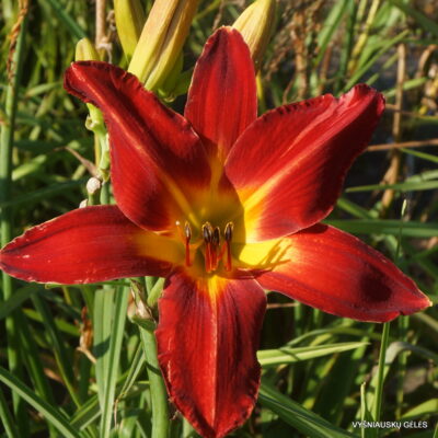 Daylily Point of View (2)