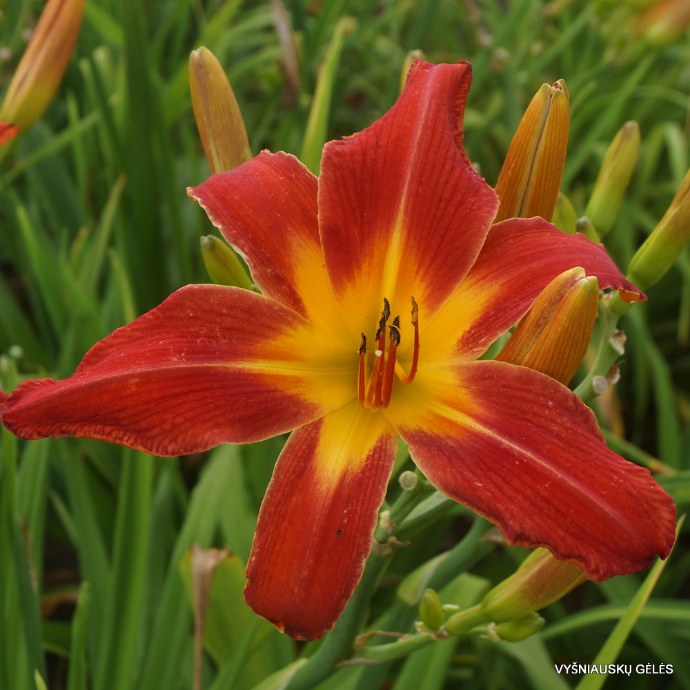 Daylily Point of View (3)