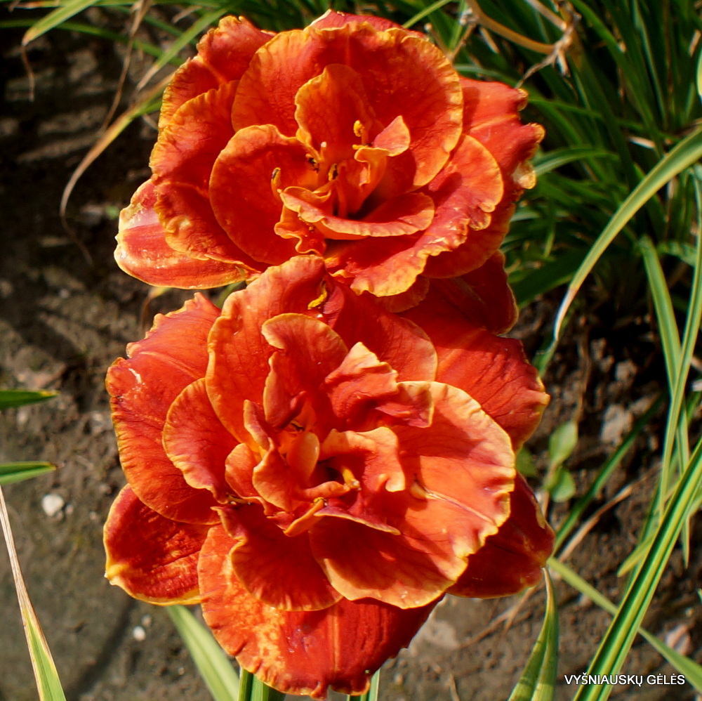 Daylily Sultan (3)