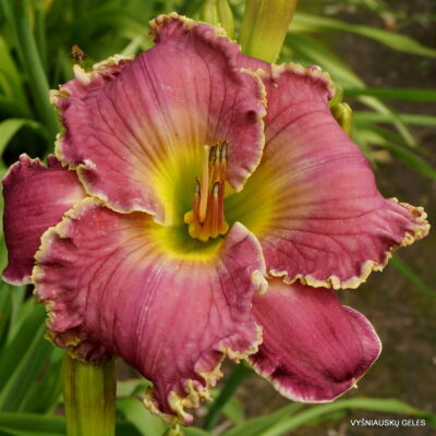 Daylily 'Tranquil Waters' (2)
