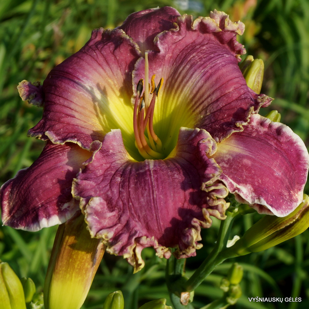 Daylily 'Tranquil Waters' (3)