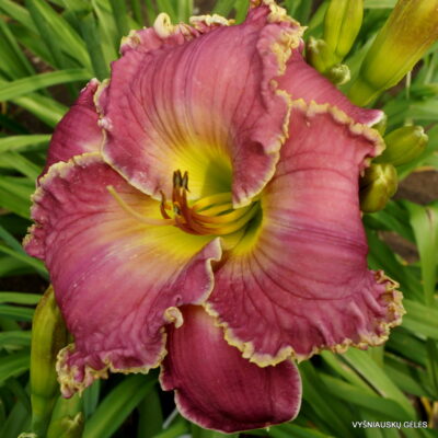 Daylily 'Tranquil Waters'