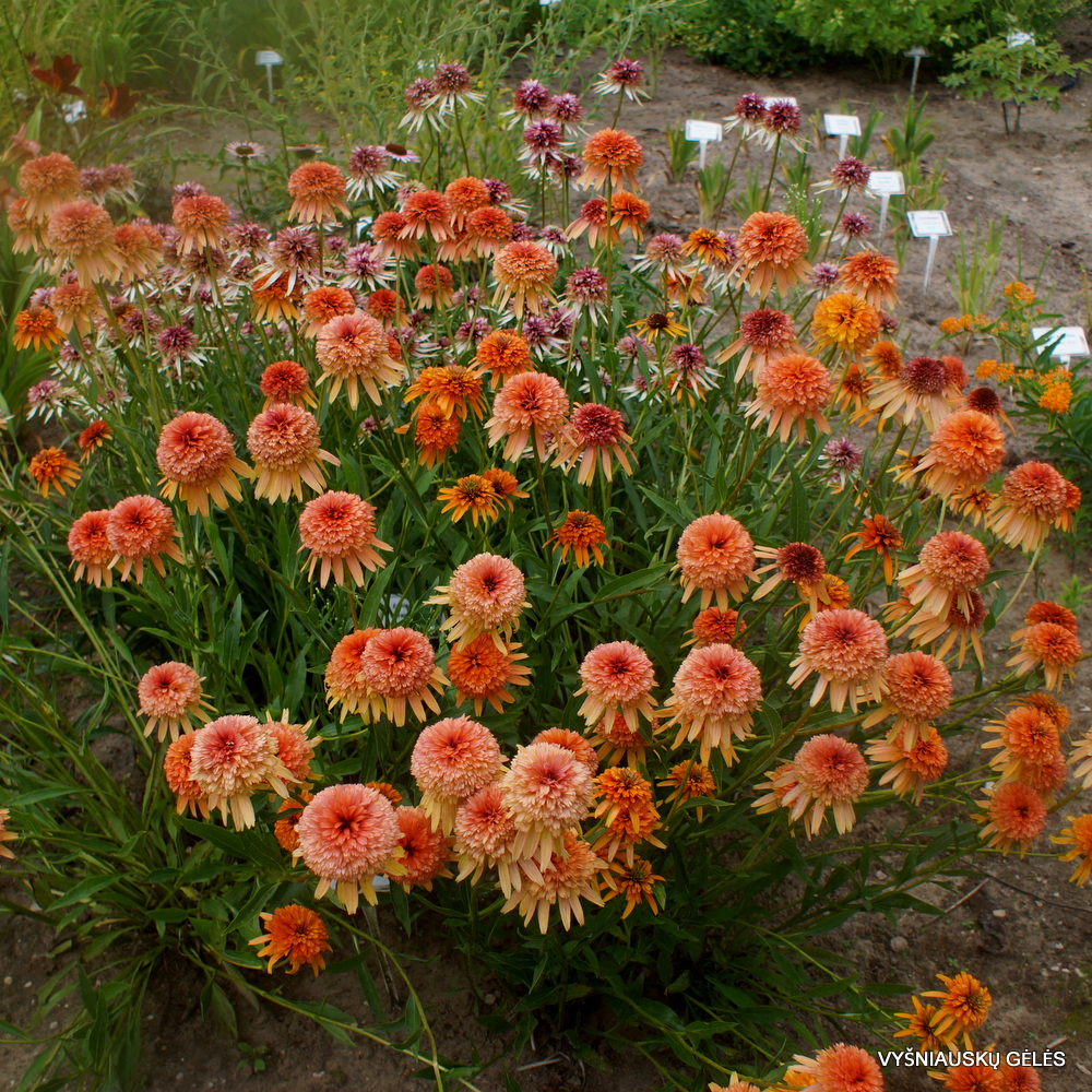 Echinacea ‘Marmalade'