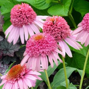 Echinacea ‘Meteor Pink'