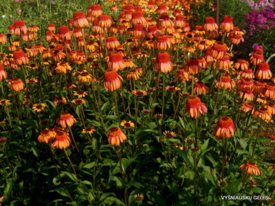 Echinacea ‘Mis Lietuva' (2)