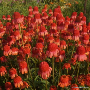 Echinacea ‘Mis Lietuva'