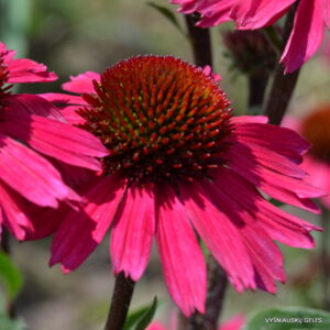 Echinacea ‘Sensation Pink'
