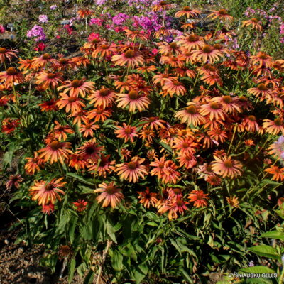 Echinacea ‘Vasaros Atspindžiai' (2)