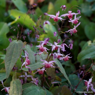 Epimedium 'Pink Elf' (2)