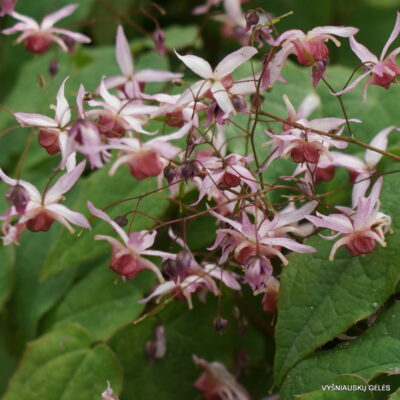 Epimedium 'Pink Elf'