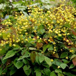 Epimedium ecalcaratum (spurred form)