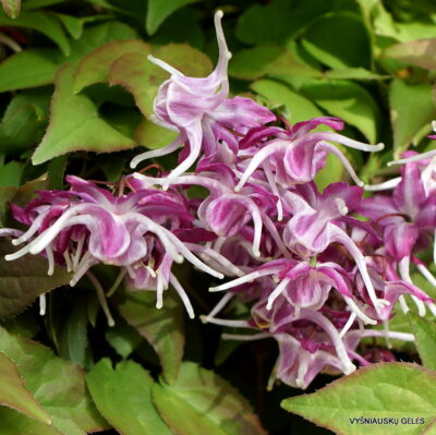 Epimedium grandiflorum 'Queen Esta'
