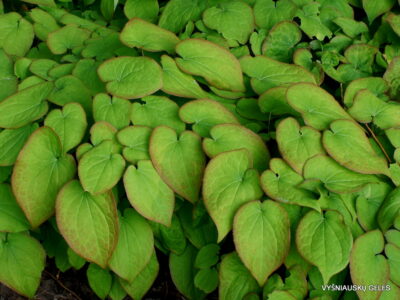 Epimedium koreanum (2)
