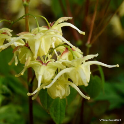 Epimedium koreanum