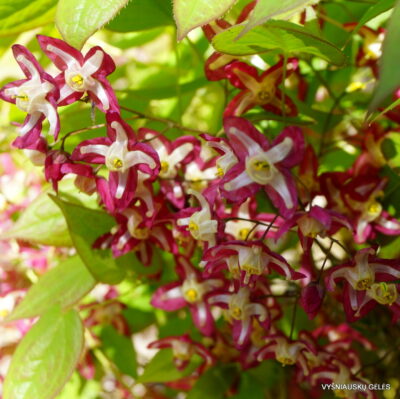 Epimedium x rubrum ‘Galadriel’ (2)