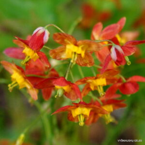 Epimedium x warleyense ‘Ellen Willmott’ Epimedium x warleyense ‘Ellen Willmott’