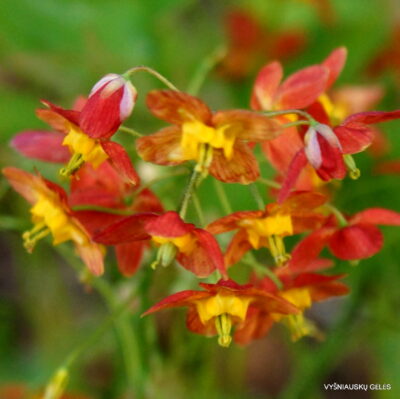 Epimedium x warleyense ‘Ellen Willmott’