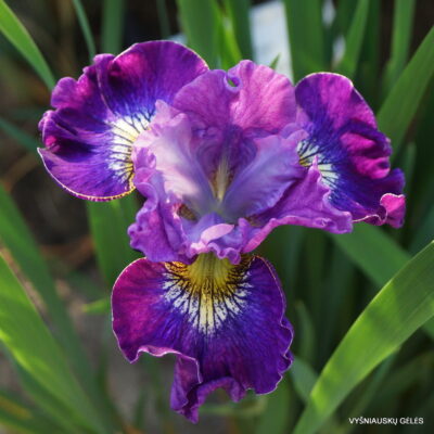 Iris 'Ruffles and Flourishes' (2)