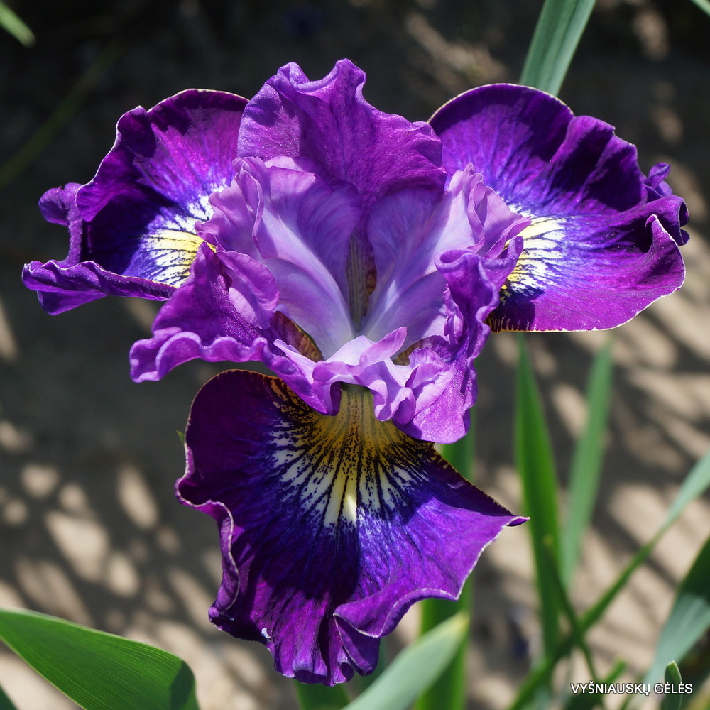 Iris 'Ruffles and Flourishes' (3)