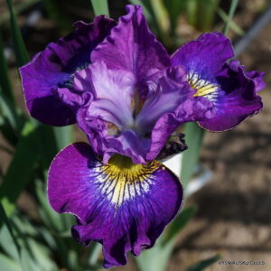 Iris 'Ruffles and Flourishes'