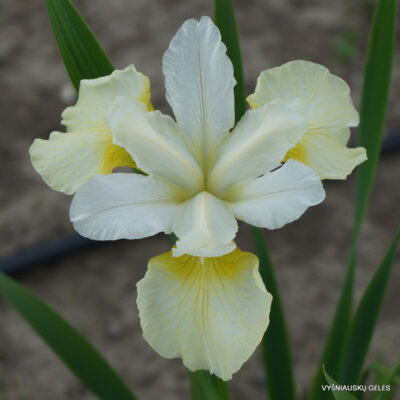 Iris 'Sibirischer Frühling' (2)