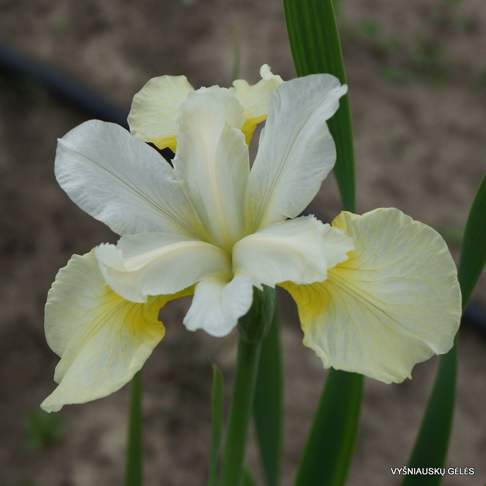 Iris 'Sibirischer Frühling' (3)