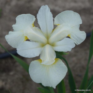 Iris 'Sibirischer Frühling'