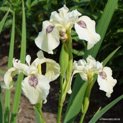 Iris pseudacorus 'Sushi' (2)