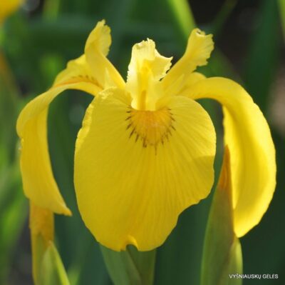 Iris pseudacorus ‘Gubijin’ (2)