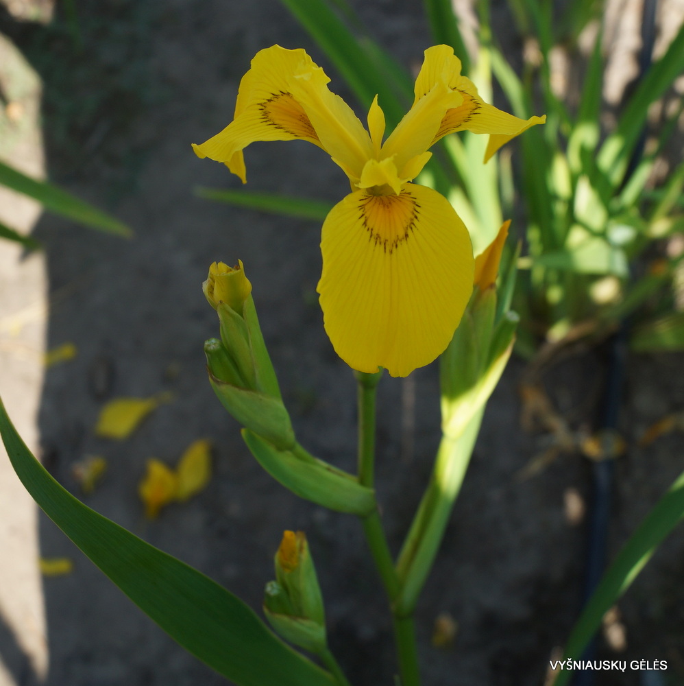 Iris pseudacorus ‘Gubijin’ (3)